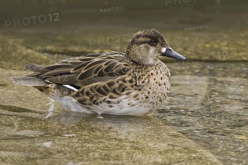 Baikal Teal (Sibirionetta formosa) female, Illinois, USA