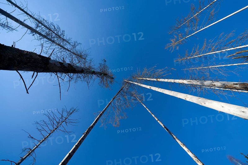 Dead Spruce (Picea abies) trees, Primeval forest Urwald Sababurg, Hofgeismar, Weser Uplands, Weserbergland, Hesse, Germany