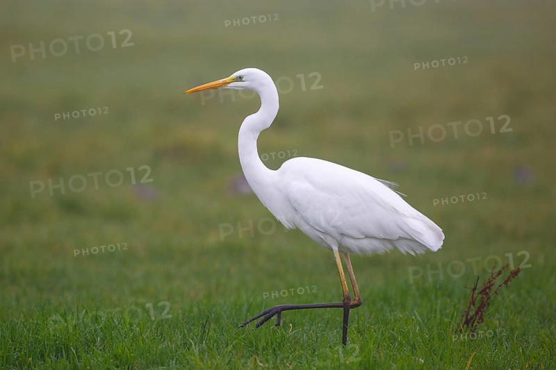 Great Egret (Ardea alba), Netherlands