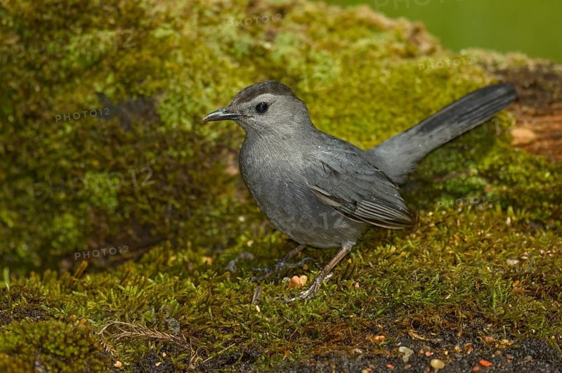 Grey Catbird (Dumetella carolinensis) perched on mossy ground, Texas, USA
