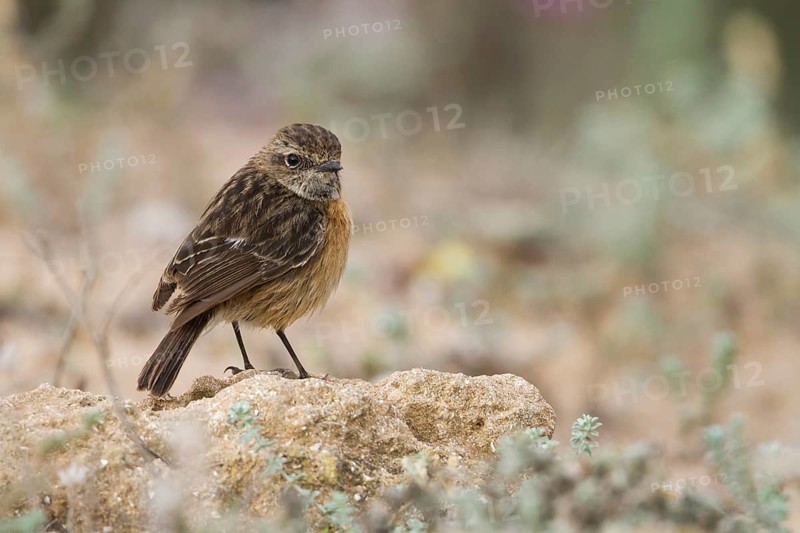 European Stonechat - Schwarzkehlchen - Saxicola torqatus ssp. rubicola, Morocco, adult female