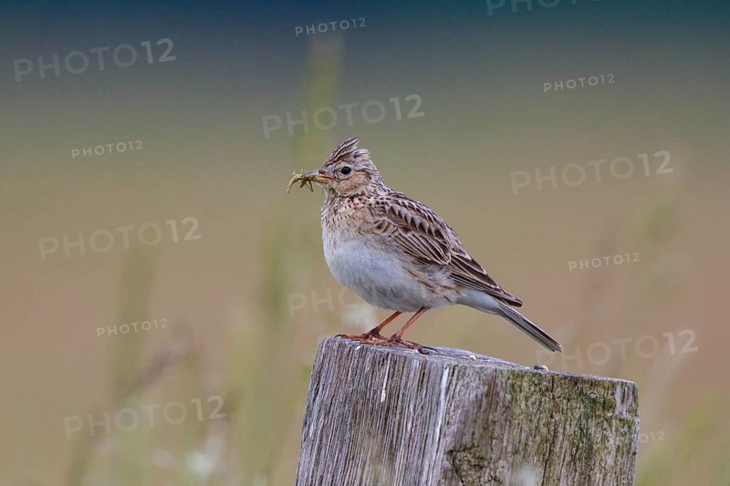 Eurasian Skylark (Alauda arvensis) perched on pale with food in beak, North Rhine-Westphalia, Germany