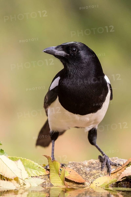 Eurasian Magpie (Pica pica) at a waterhole, Madrid, Spain