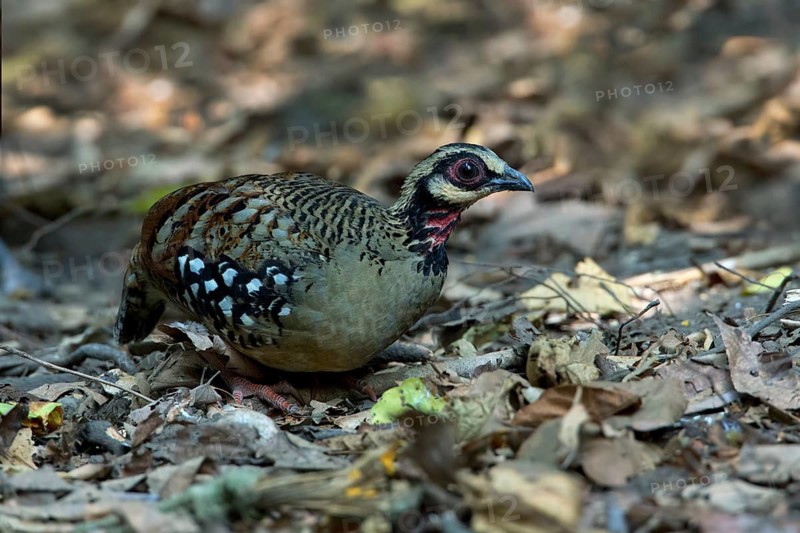 Bar-backed Partridge (Arborophila brunneopectus), Kaeng Krachan, Thailand