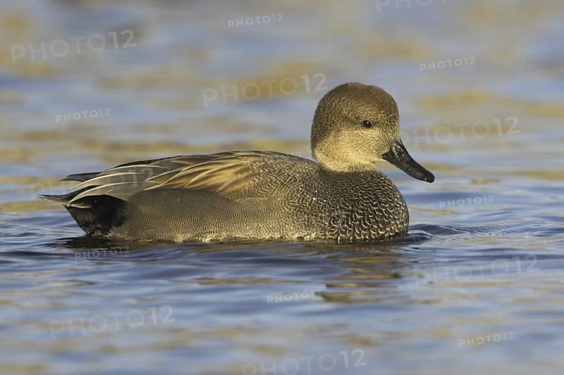 Gadwall (Mareca strepera) male, Ontario, Canada