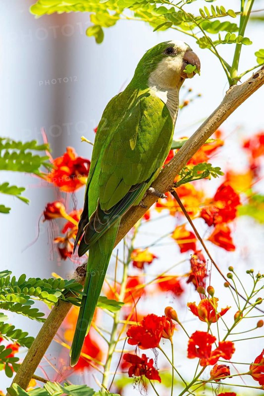 Monk parakeet (Myiopsitta monachus) Pantanal Brazil