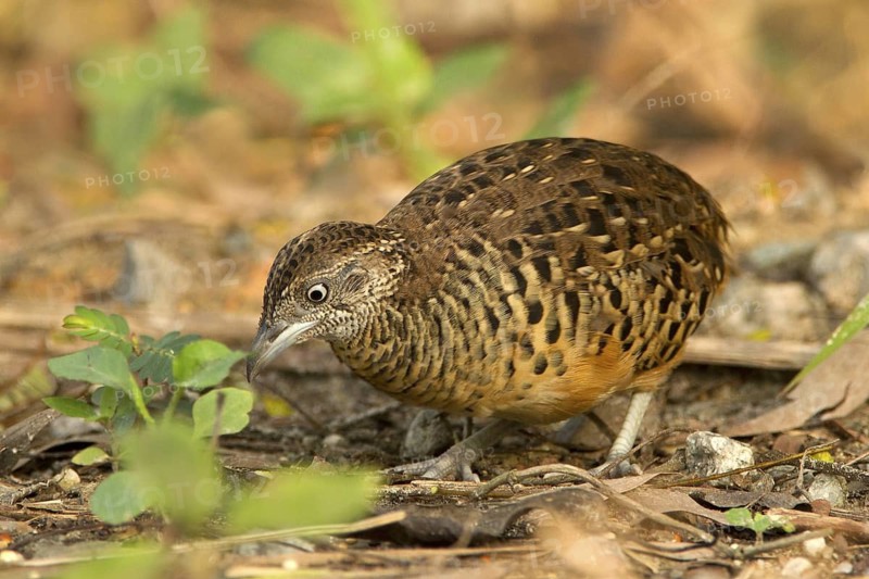 Barred Buttonquail (Turnix suscitator), Lorong Halus, Singapore