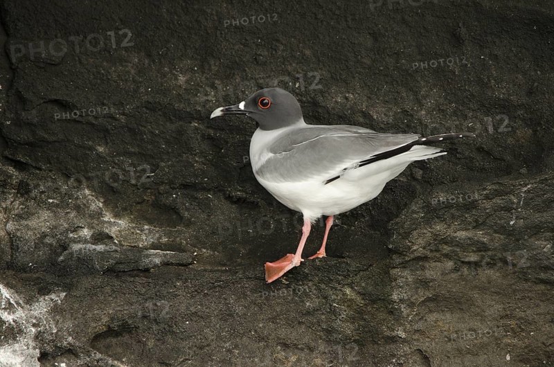 Swallow-tailed Gull (Creagrus furcatus), Galapagos, Ecuador