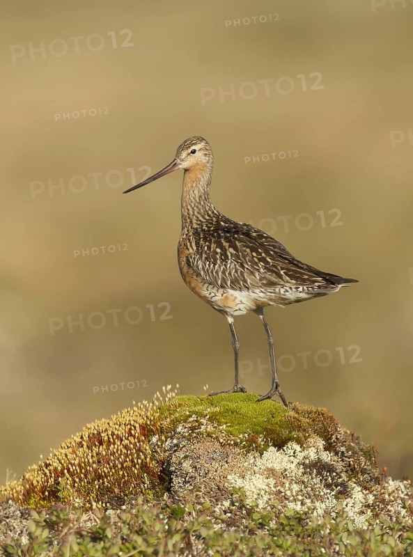 Bar-tailed Godwit (Limosa lapponica), Alaska, USA