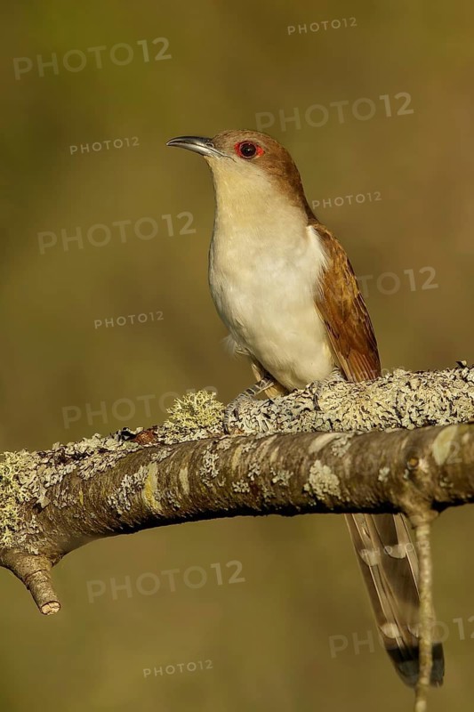 Black-billed Cuckoo (Coccyzus erythropthalmus) perched on a branch in Ontario, Canada