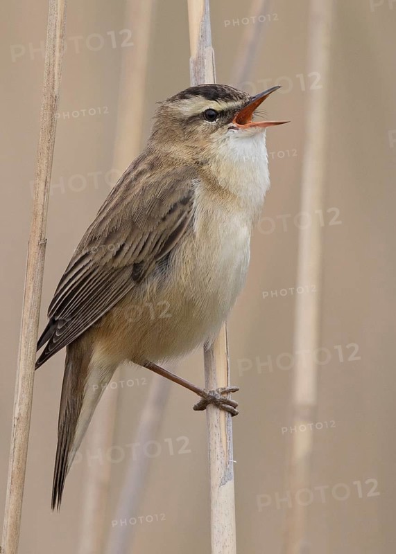 Sedge Warbler (Acrocephalus schoenobaenus) singing in reedbed, Wales, United Kingdom