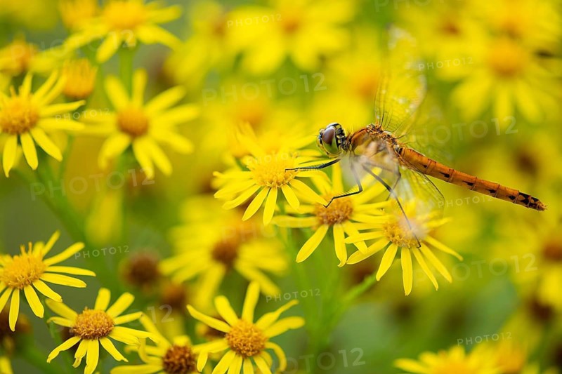 Marsh dragonfly (Sympetrum depressiusculum), Ahlhorn, Lower Saxony, Germany