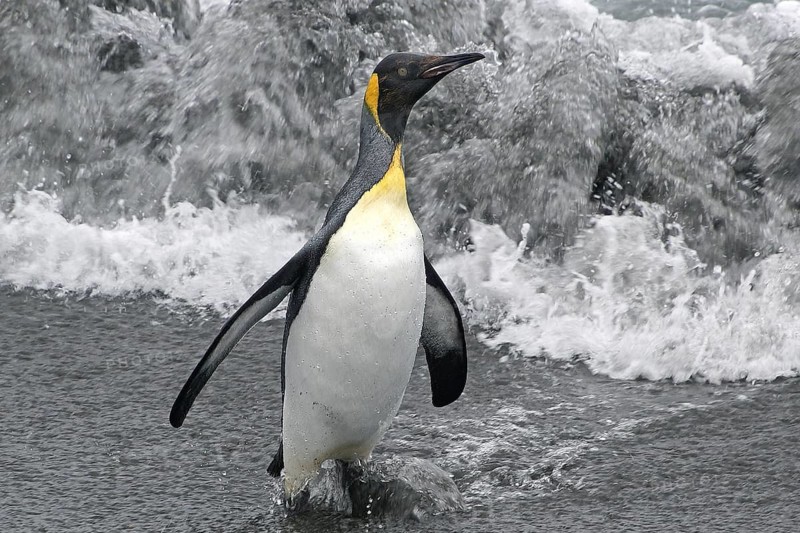 Animals, Mammals, Penguin, Penguins, King Penguins, Gold Harbour, South Georgia, Antarcis