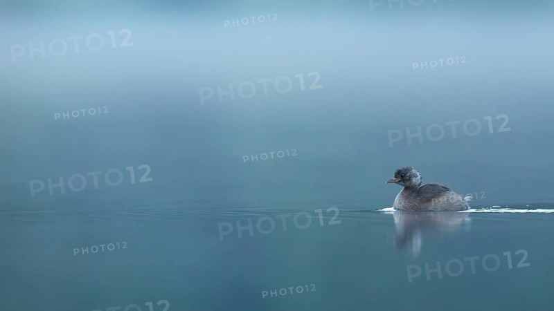 Little Grebe (Tachybaptus ruficollis), Switzerland