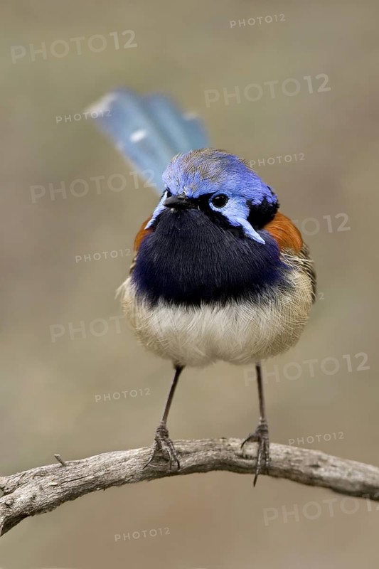 Blue-breasted Fairywren (Malurus pulcherrimus) male, Western Australia, Australia