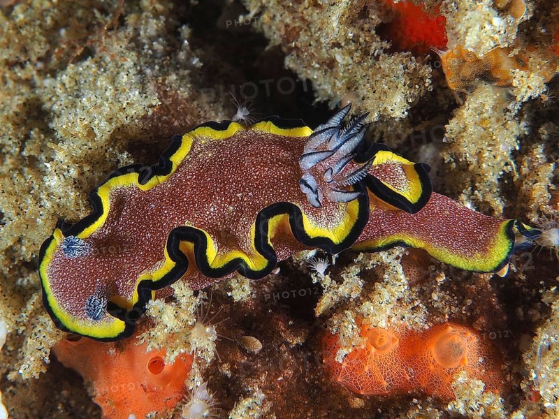Red-brown Glossodoris (Glossodoris sp)