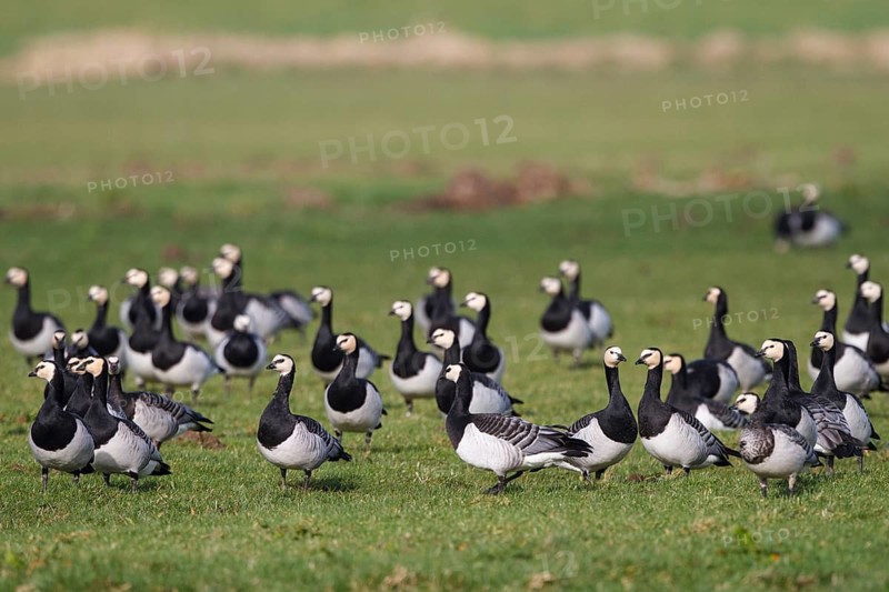Barnacle Goose (Branta leucopsis), Netherlands