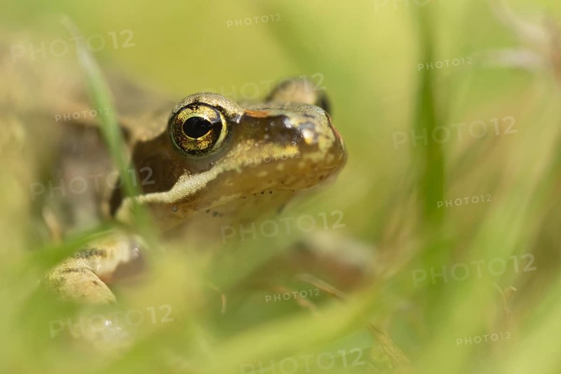 Common frog (Rana temporaria) adult amphibian amongst blades of grass in a garden lawn, Suffolk, England, United KIngdom