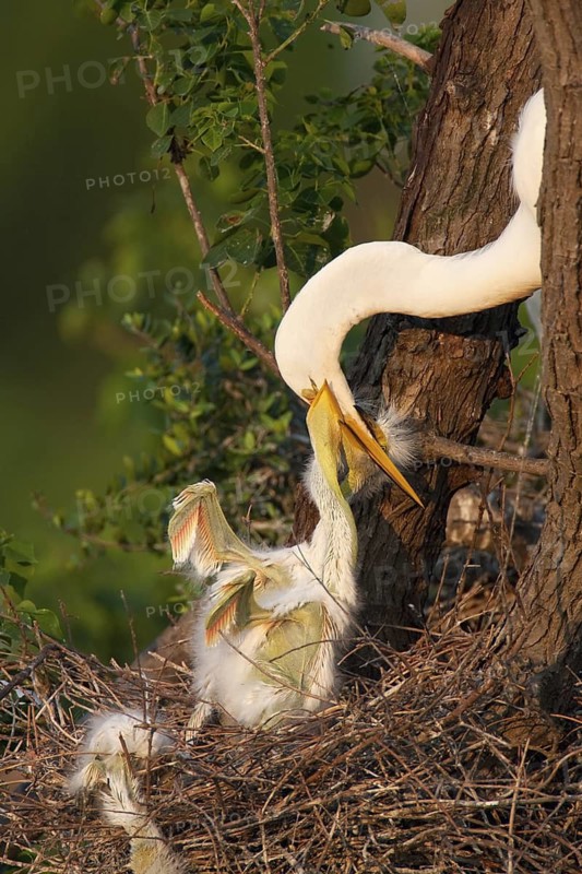 Great Egret (Ardea alba), Texas, USA