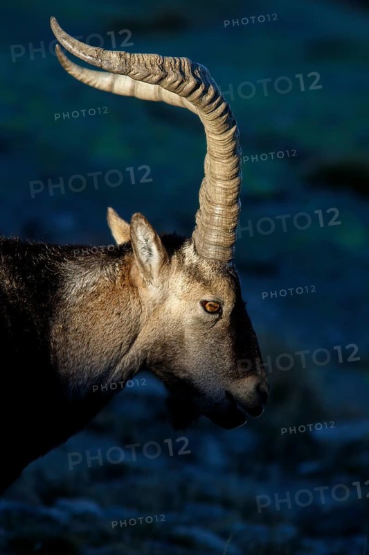 Western Spanish ibex (Capra pyrenaica victoriae) male portrait, Sierra de Gredos, Castile and Leon, Spain