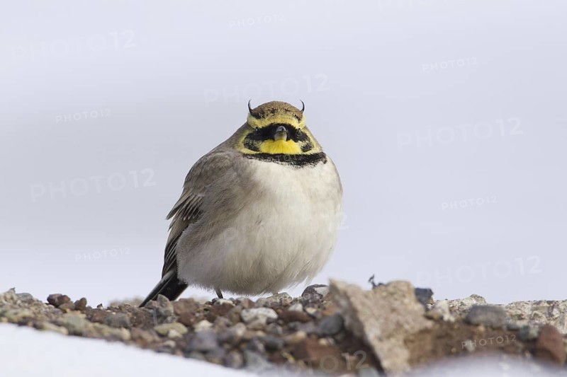 Horned Lark (Eremophila alpestris), Morocco