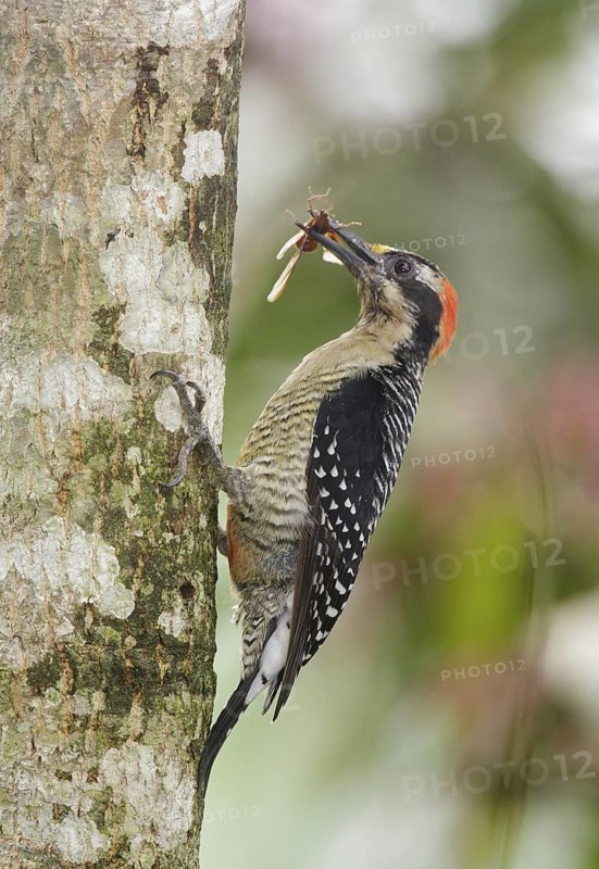 Black-cheeked Woodpecker (Melanerpes pucherani) with insect in its beak, Pichincha, Ecuador