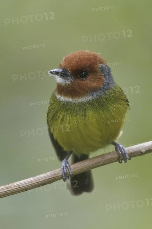 Lulu's Tody-Flycatcher (Poecilotriccus luluae), Abra Patricia Protected Area, Peru