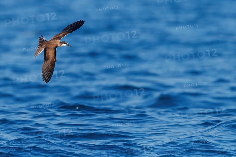 Animals, Birds, Tern, Bridled Tern, (Onychoprion anaethetus Syn: Sterna anaethetus), family of terns, migratory bird, foraging over the sea, flight photo Salalah, Off Mirbat, Dhofar, Oman