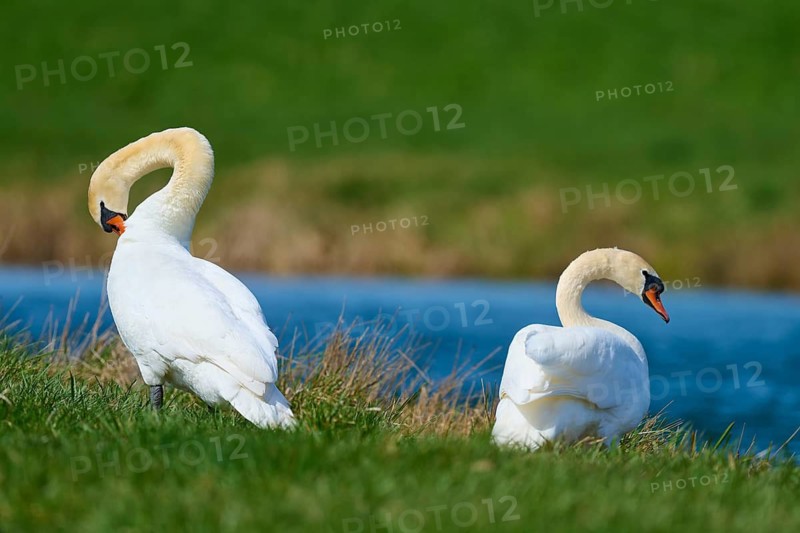 Two swans standing on the grassy shore of a lake, Mute Swan (Cygnus olor), spring, bird island, Altmühlsee, Muhr am See, Gunzenhausen, Franconian Lake District, Bavaria, Germany