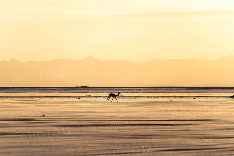 A lone animal traverses the sunlit landscape of the Andean Highlands in La Puna, Argentina, as the golden hues of sunset illuminate the expansive and serene terrain