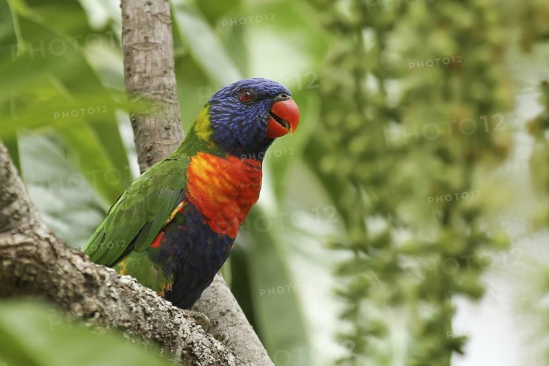 Rainbow Lorikeet (Trichoglossus moluccanus), Queensland, Australia