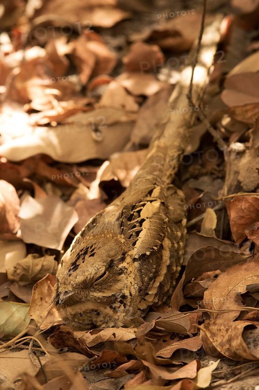 Long-tailed Nightjar (Caprimulgus climacurus), Gambia