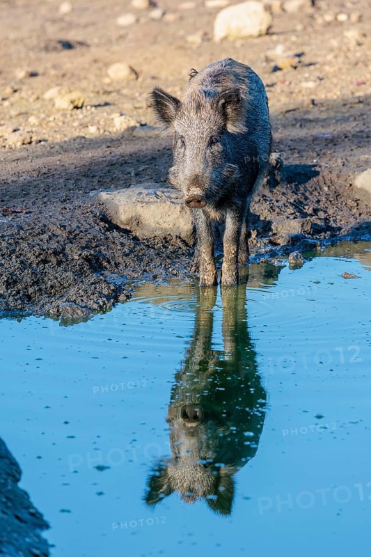 A female wild boar (Sus scrofa) stands in a small pond. Its reflection can be seen in the water. Bavaria, Germany