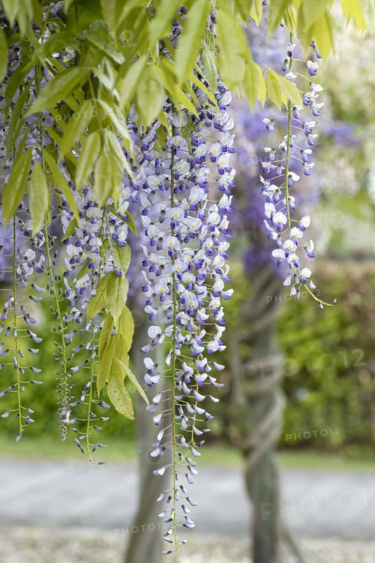 Japanese blue rain (Wisteria floribunda 'Multijuga'), Anchers Havecenter, Pillnitz, Saxony, Germany
