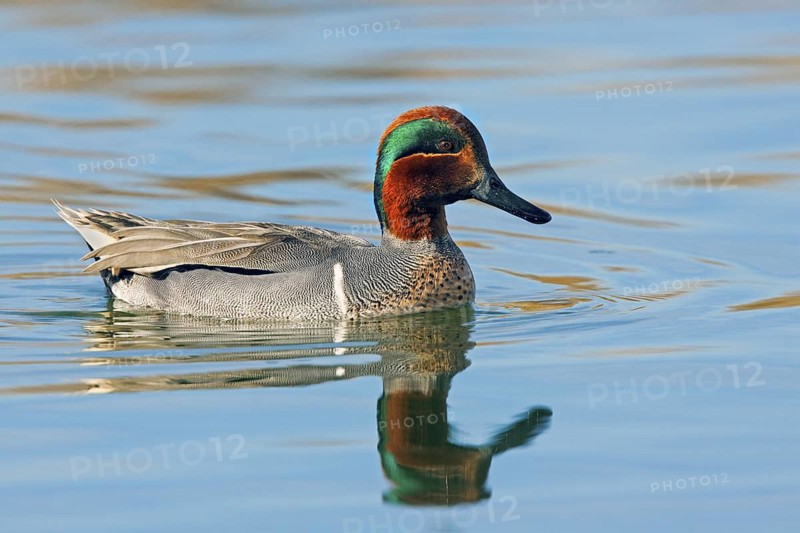 Green-winged Teal Anas crecca Gilbert, Maracopa County, Arizona, United States 16 January Adult Male Anatidae