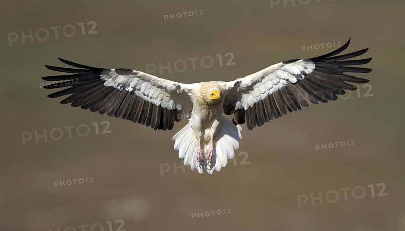 Egyptian Vulture (Neophron percnopterus) flying, Castile-La Mancha, Spain