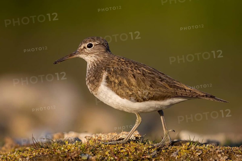 Common Sandpiper (Actitis hypoleucos), North Rhine-Westphalia, Germany