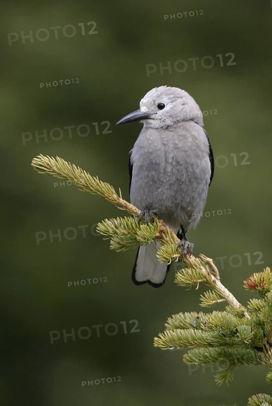 Clark's Nutcracker (Nucifraga columbiana), Alberta, Canada