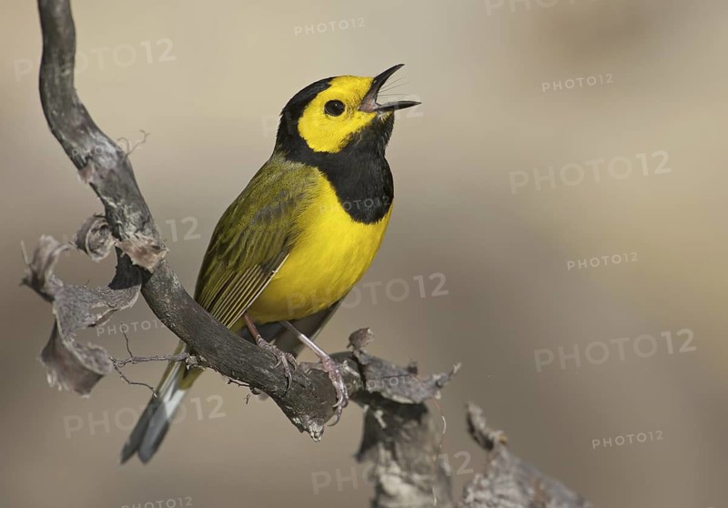 Hooded Warbler (Setophaga citrina) male singing, Ohio, USA