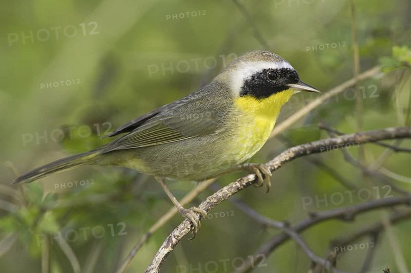 Common Yellowthroat (Geothlypis trichas), Texas, USA