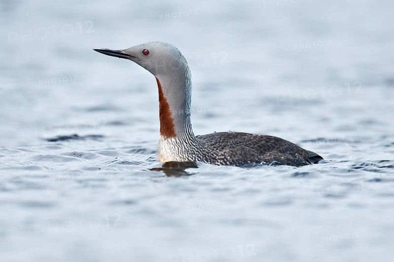 Red-throated Loon (Gavia stellata), Iceland