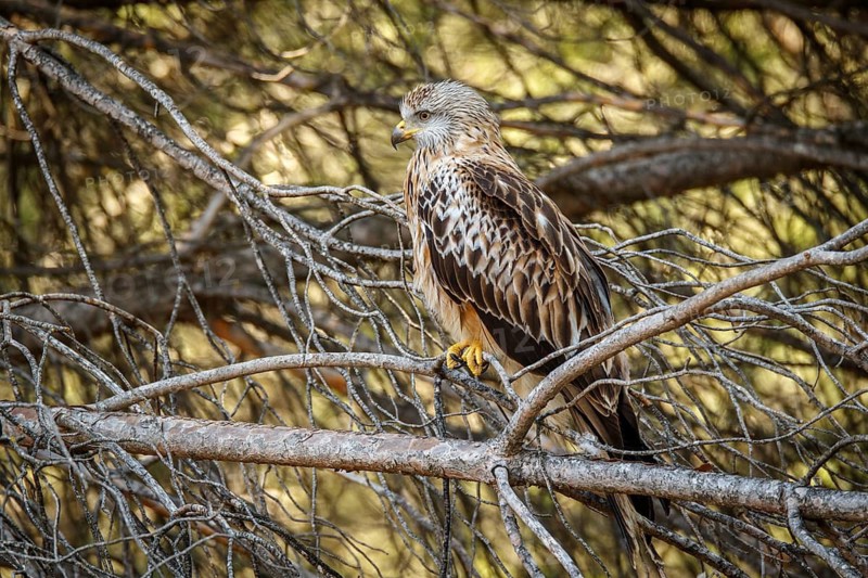 Red Kite (Milvus milvus), perched on a branch, Castile and Leon, Spain