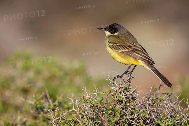 Black-headed Yellow Wagtail, Black-headed Wagtail, Motacilla flava feldegg, Motacilla feldegg, Bergeronnnette à tête noire, Lavandera Boyera Balcánica Lesbos, Greece