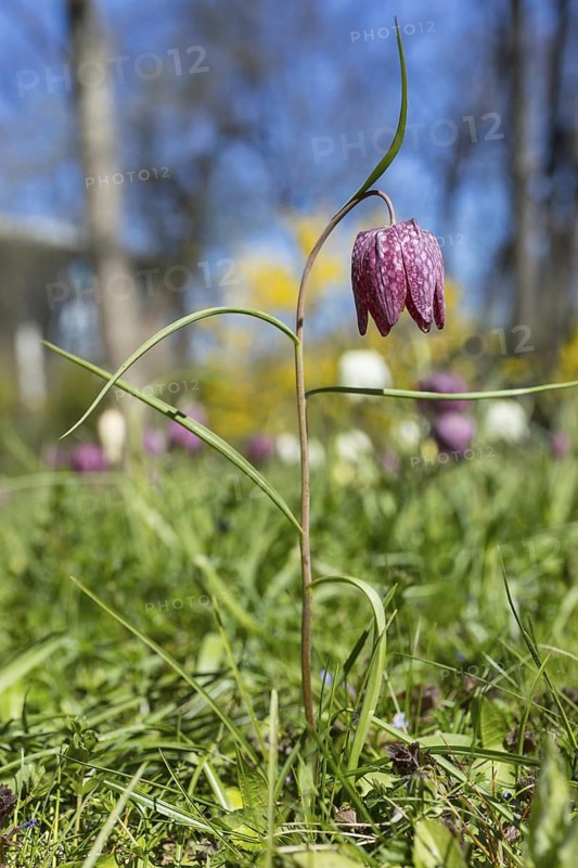 Snake's Head Fritillary (Fritillaria meleagris) in bloom, Dresden, Saxony, Germany