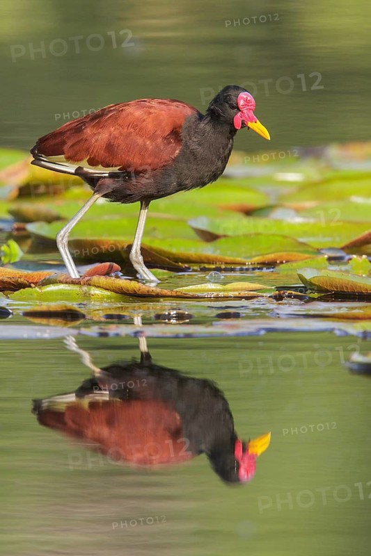 Wattled Jacana (Jacana jacana) in a lake in Manu National Park, Peru