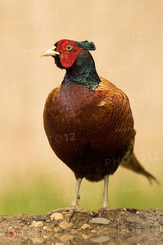 Common Pheasant (Phasianus colchicus) male, Serbia