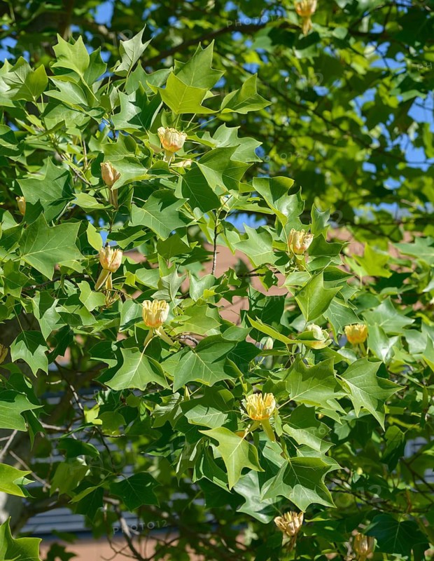 American tulip tree (Liriodendron tulipifera), Bundessorteamt, Marq testing centre, Germany