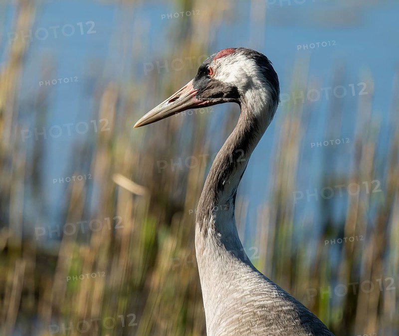 Crane (Grus grus), portrait, foraging in the shallow water zone of a lake, Lower Saxony, Germany