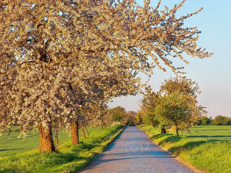 Country road with cobblestones through green fields lined with blooming cherry trees in the morning light, near Querfurt, Saxony-Anhalt, Germany