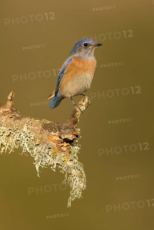 Western Bluebird (Sialia mexicana), California, USA